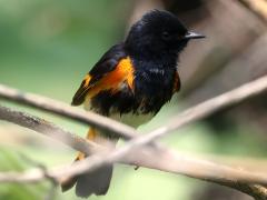 (American Redstart) male perching