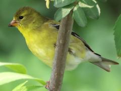 (American Goldfinch) female