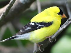 (American Goldfinch) male