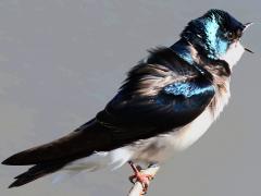 (Tree Swallow) male calling