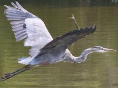 (Great Blue Heron) cruising