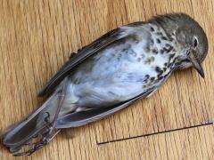 (Hermit Thrush) ventral