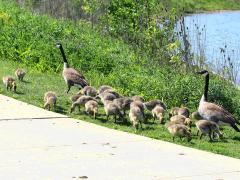 (Canada Goose) family