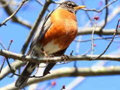 (American Robin) female perching