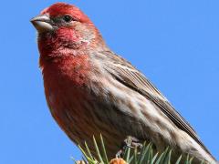 (House Finch) male perching