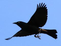 (Common Grackle) flight