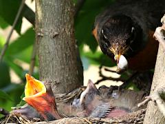 (American Robin) fecal sac