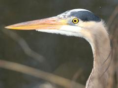 (Great Blue Heron) head