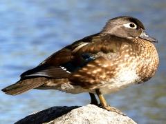 (Wood Duck) female