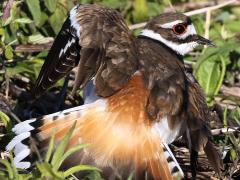 (Killdeer) broken wing