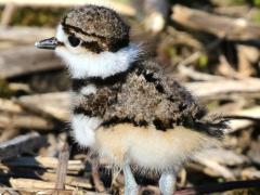 (Killdeer) chick