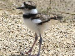 (Killdeer) chick