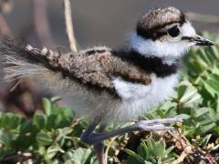 (Killdeer) chick