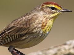 (Palm Warbler) perching