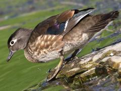 (Wood Duck) female