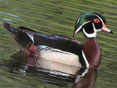 (Wood Duck) male