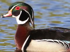 (Wood Duck) male bust