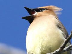 (Cedar Waxwing) singing