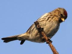 (Common Redpoll) perching