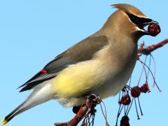 (Cedar Waxwing) feeding