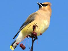 (Cedar Waxwing) perching