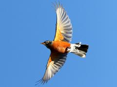 (American Robin) gliding