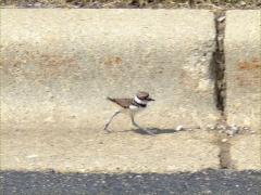 (Killdeer) chick running