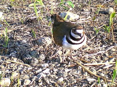 (Killdeer) nest