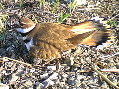 (Killdeer) nesting