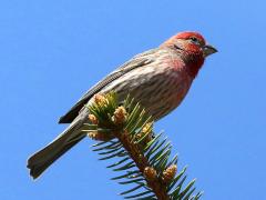 (House Finch) male