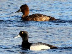 (Lesser Scaup) pair