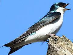 (Tree Swallow) singing