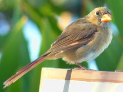 (Northern Cardinal) female