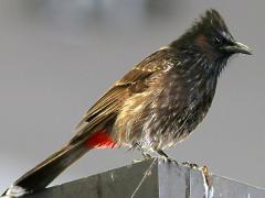 (Red-vented Bulbul) perching