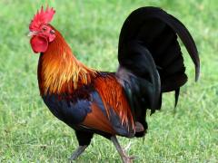 (Domestic Chicken) male