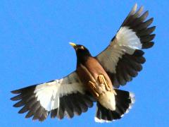 (Common Myna) flight