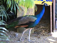 (Indian Peafowl) male