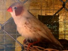 (Zebra Finch) female