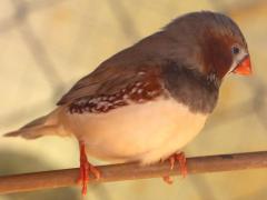 (Zebra Finch) male