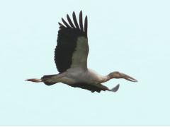 (Asian Openbill) flies