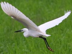 (Little Egret) liftoff