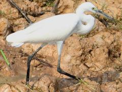 (Little Egret) walking