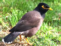 (Common Myna) dorsal