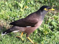 (Common Myna) walking