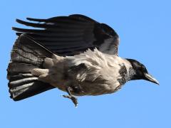 (Hooded Crow) liftoff