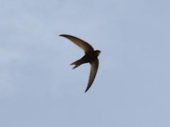 (Common Swift) glides