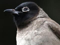 (White-spectacled Bulbul) perching