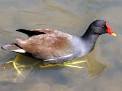 (Eurasian Moorhen) profile