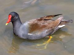 (Eurasian Moorhen) walking