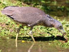 (Malayan Night-Heron) foraging